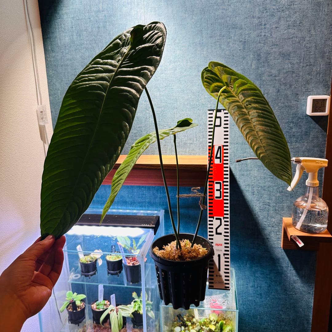 アンスリウム ベイチー　Anthurium veitchii narrow