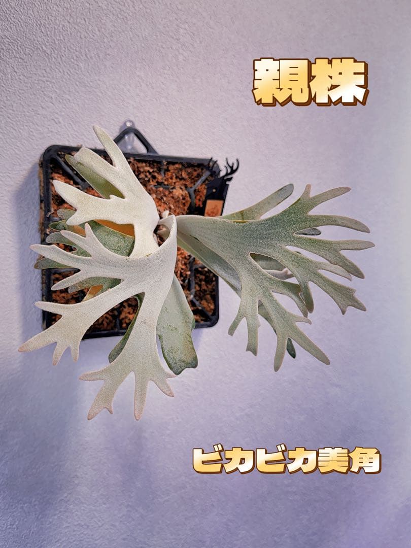 ビカクシダP. Gabriel PUP 株分子株出品