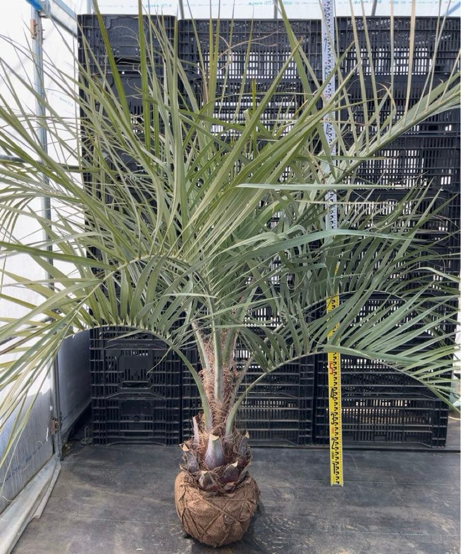 専用　　　ココスヤシ 幹太　シルバーリーフ