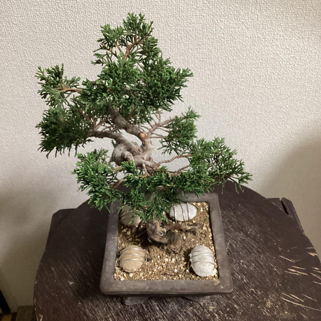 チャリティー出品　見る角度で姿を変える小品盆栽　糸井川真柏　作品名【変幻龍】