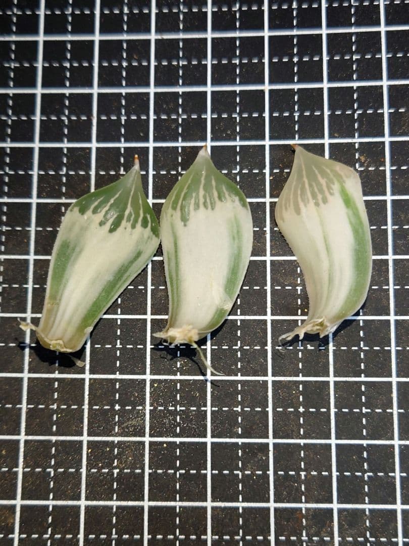 【白蛇伝】葉挿し用葉　３枚セット