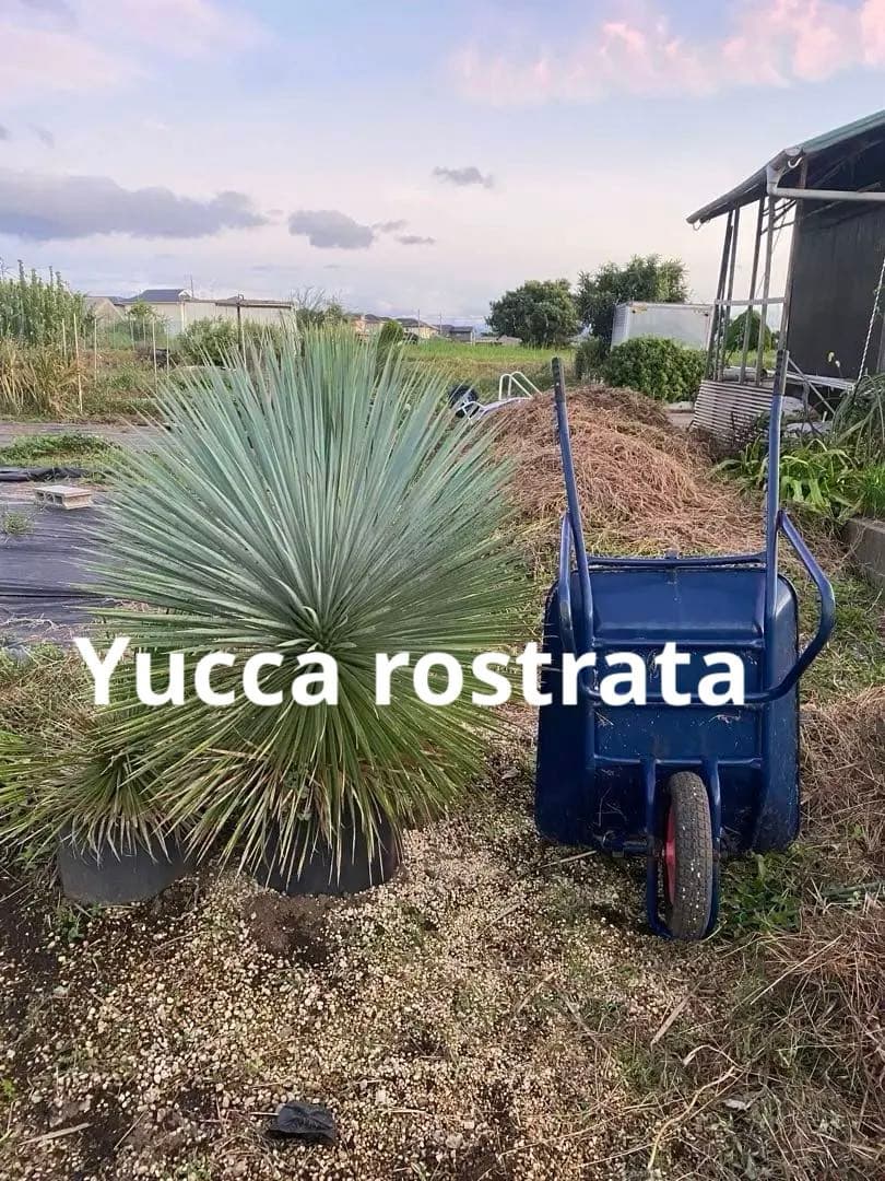 9　特大　ロストラータ　幹太　引き取り限定