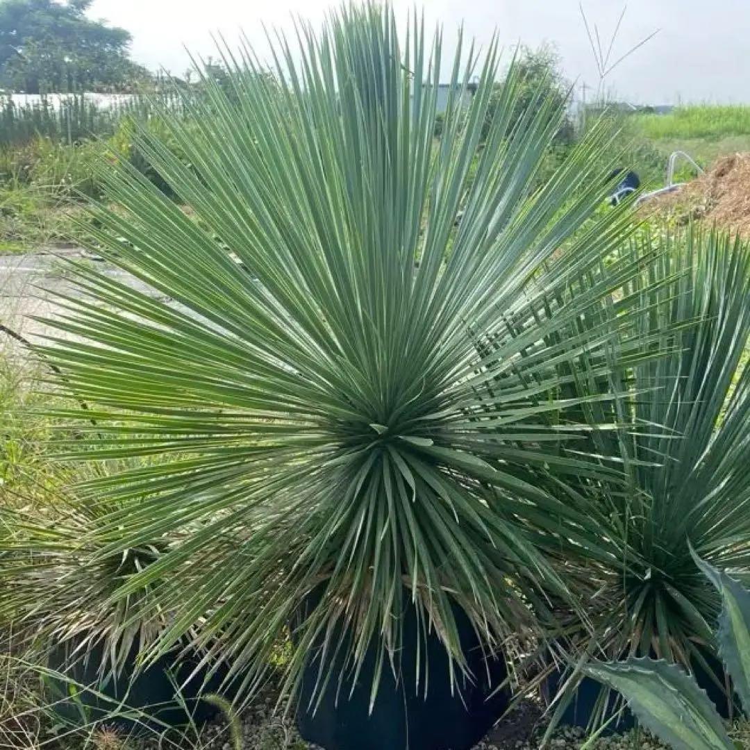 9　特大　ロストラータ　幹太　引き取り限定
