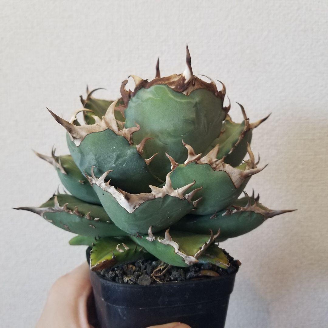 アガベ　阿修羅丸　肉厚