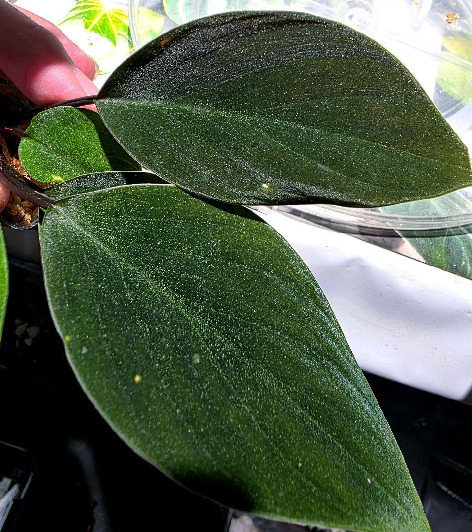 熱帯植物　ホマロメナsp. ランカット　スマトラ　ウタラ