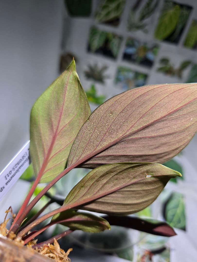 熱帯植物　ホマロメナsp. ランカット　スマトラ　ウタラ