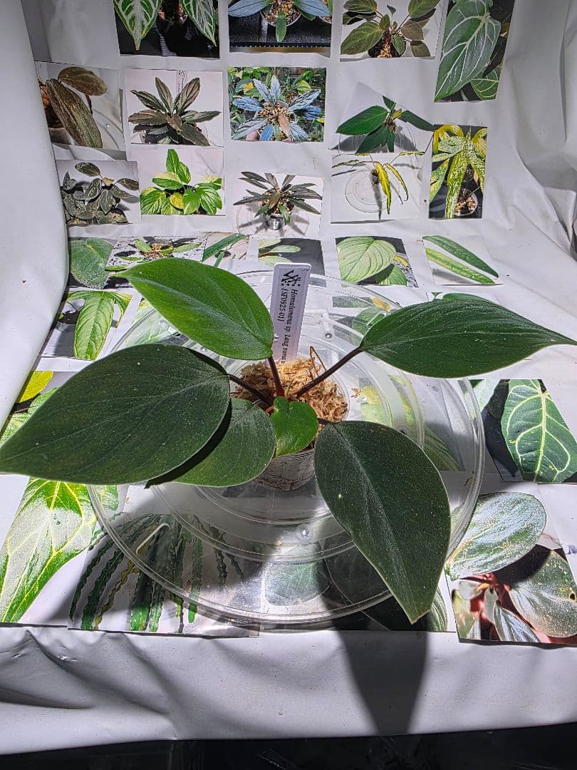 熱帯植物　ホマロメナsp. ランカット　スマトラ　ウタラ