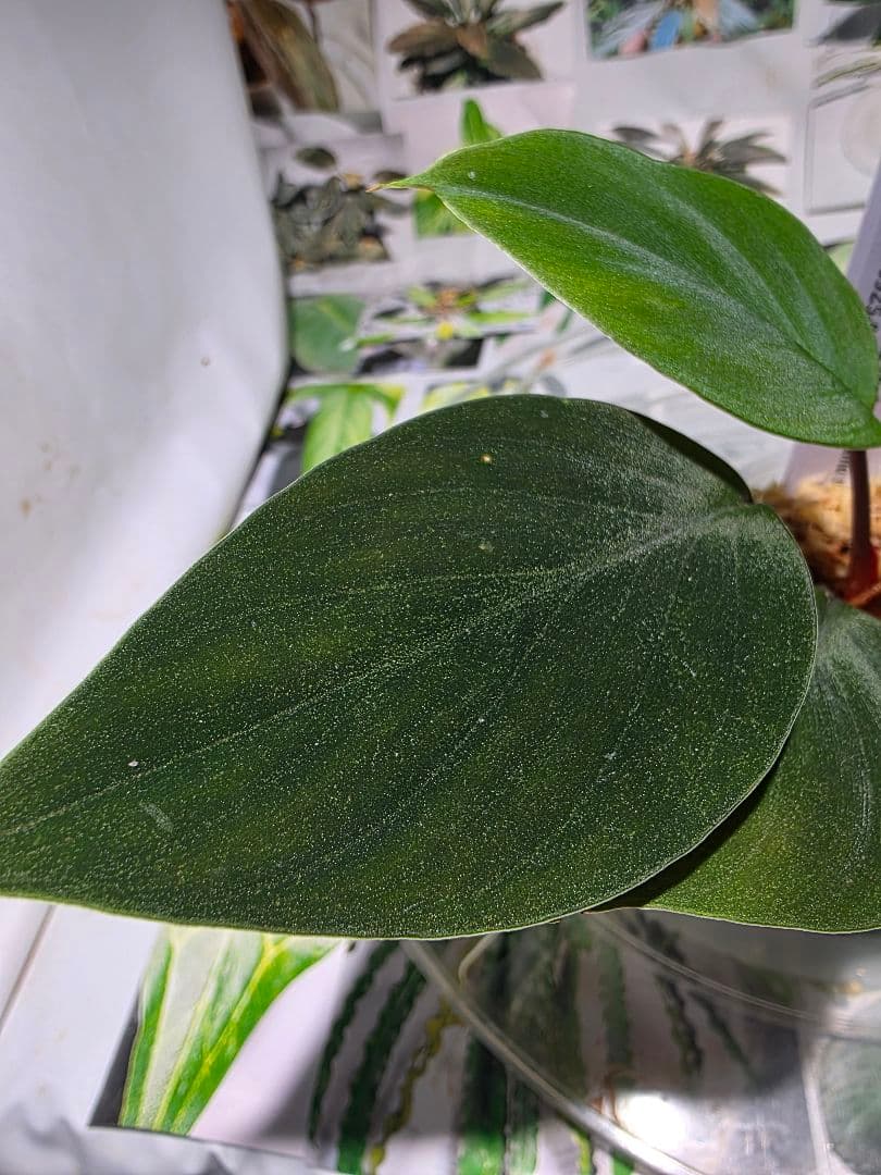 熱帯植物　ホマロメナsp. ランカット　スマトラ　ウタラ