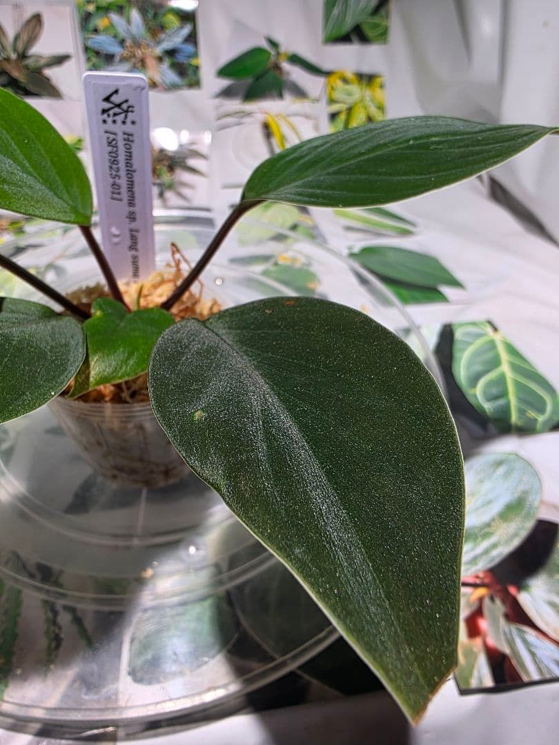 熱帯植物　ホマロメナsp. ランカット　スマトラ　ウタラ