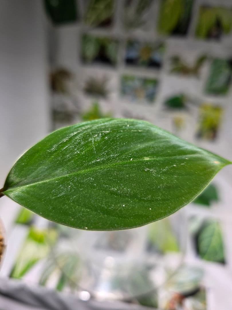 熱帯植物　ホマロメナsp. ランカット　スマトラ　ウタラ