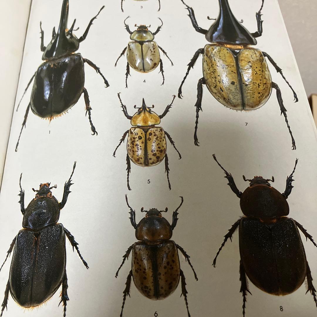 世界の昆虫1〜6図鑑