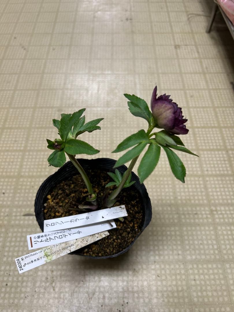 リトルアフロディーテ グロッシーカラー 加藤農園 同梱可能 クリスマスローズ