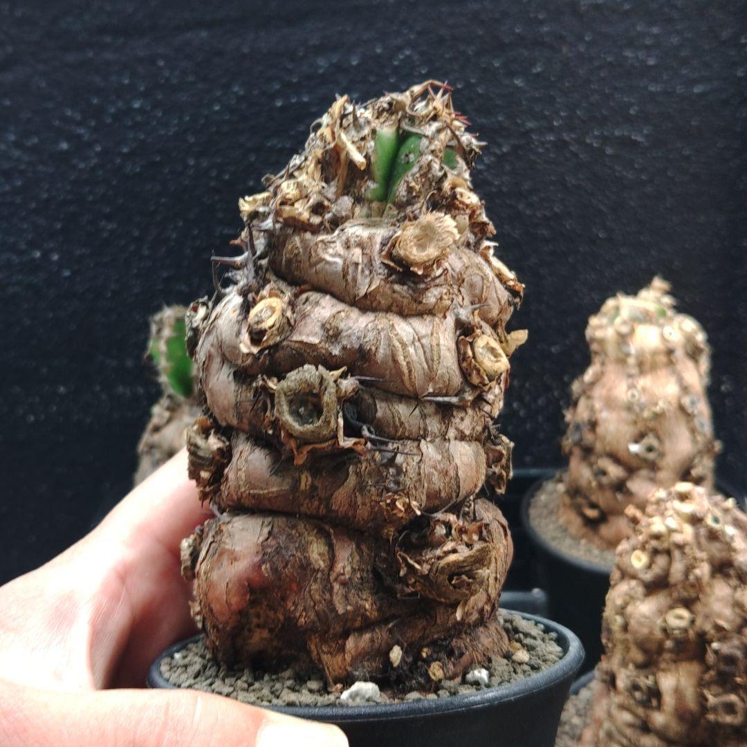 ち*♥様 ユーフォルビア　ムランジーナ　2