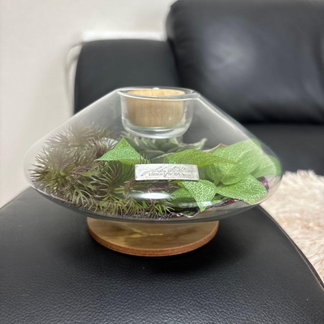 エミリオロバ 多肉植物 観葉植物