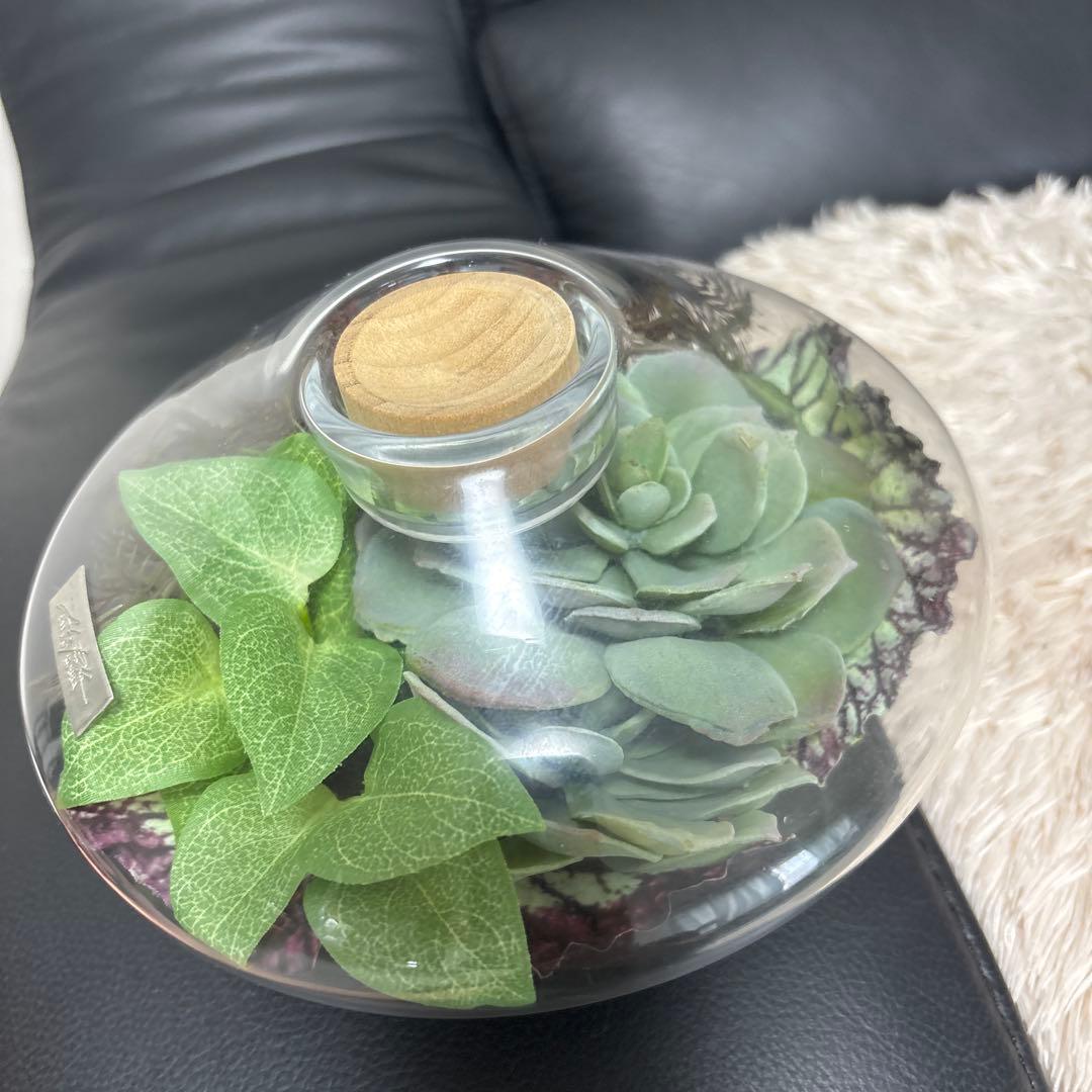 エミリオロバ 多肉植物 観葉植物