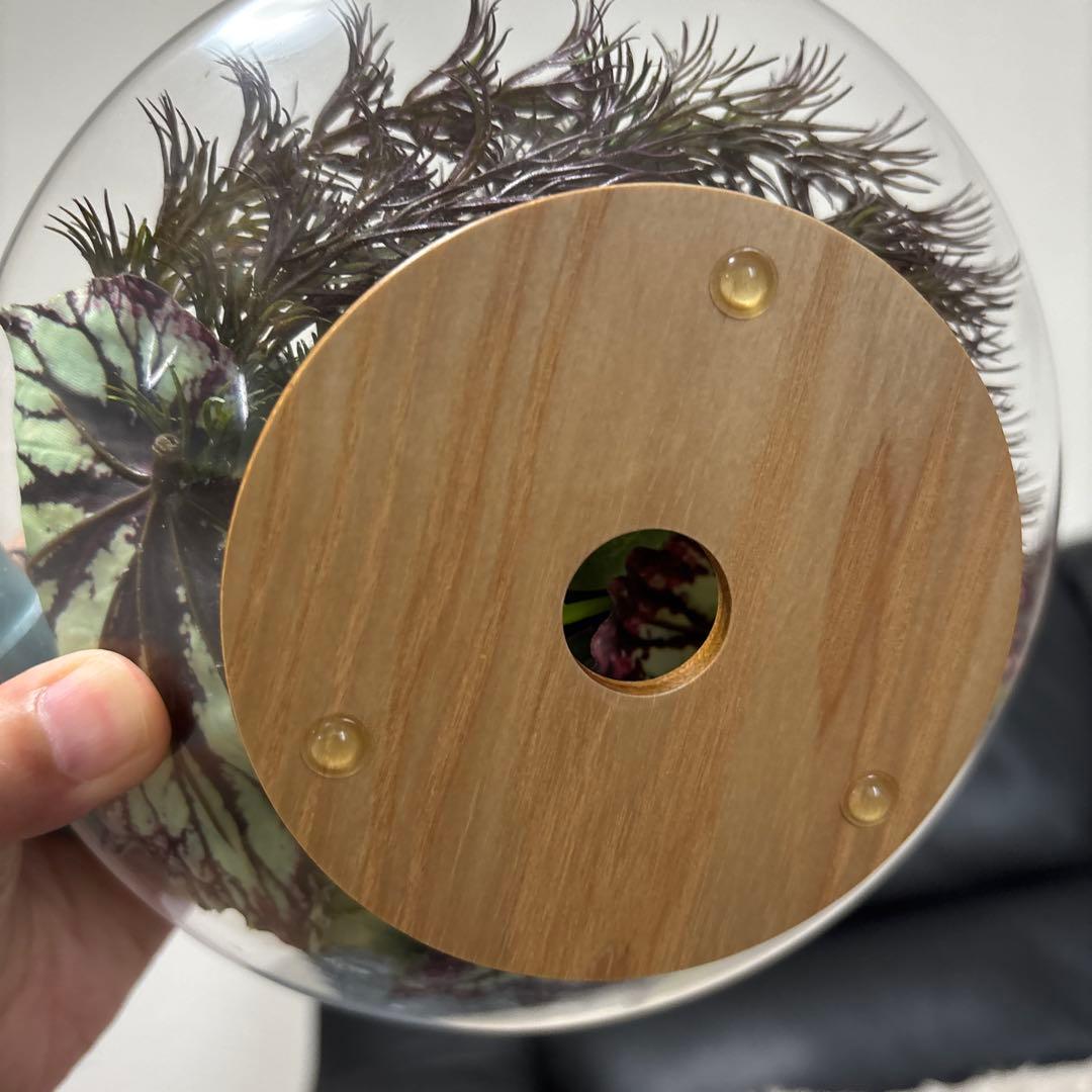 エミリオロバ 多肉植物 観葉植物