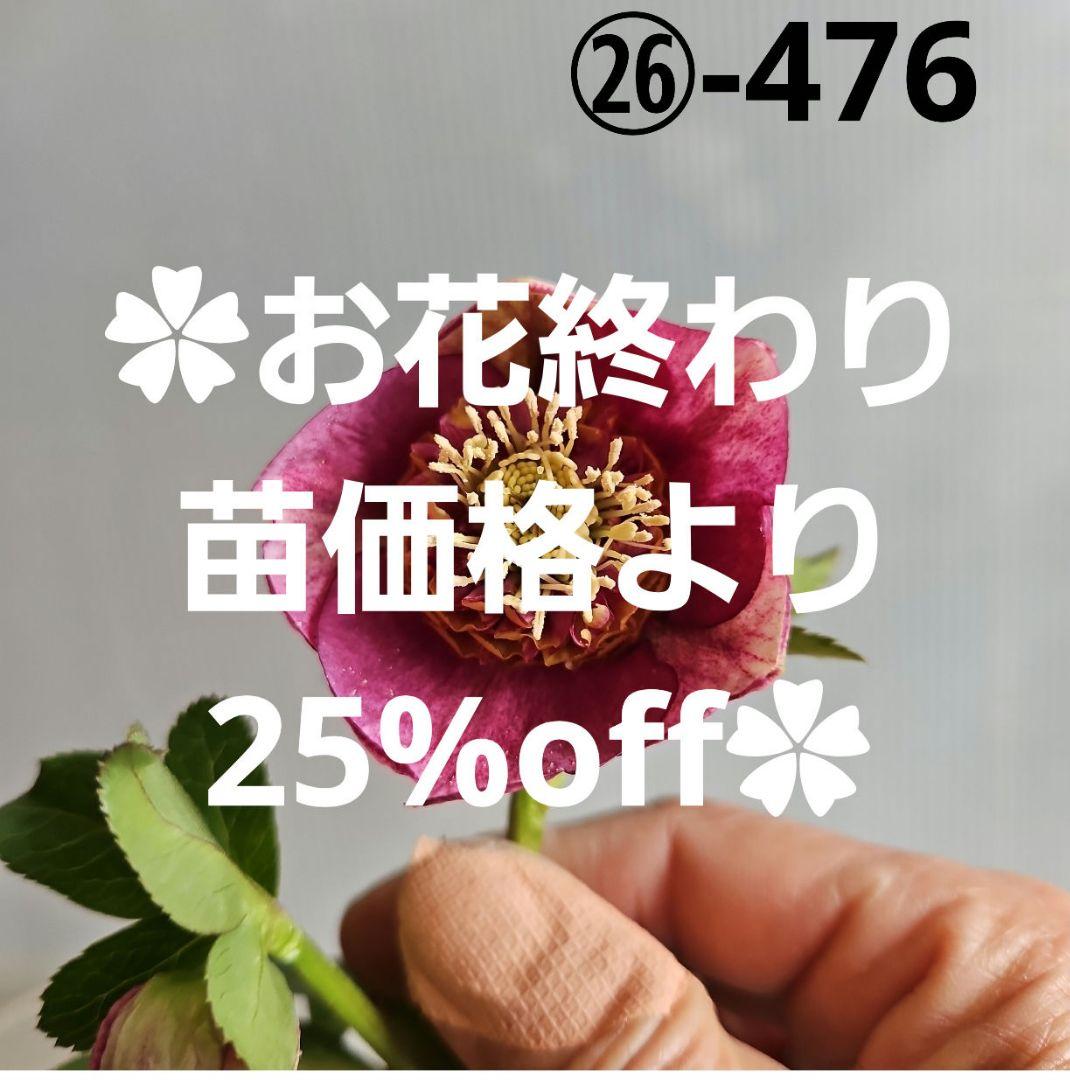 ㉖-476 クリスマスローズ