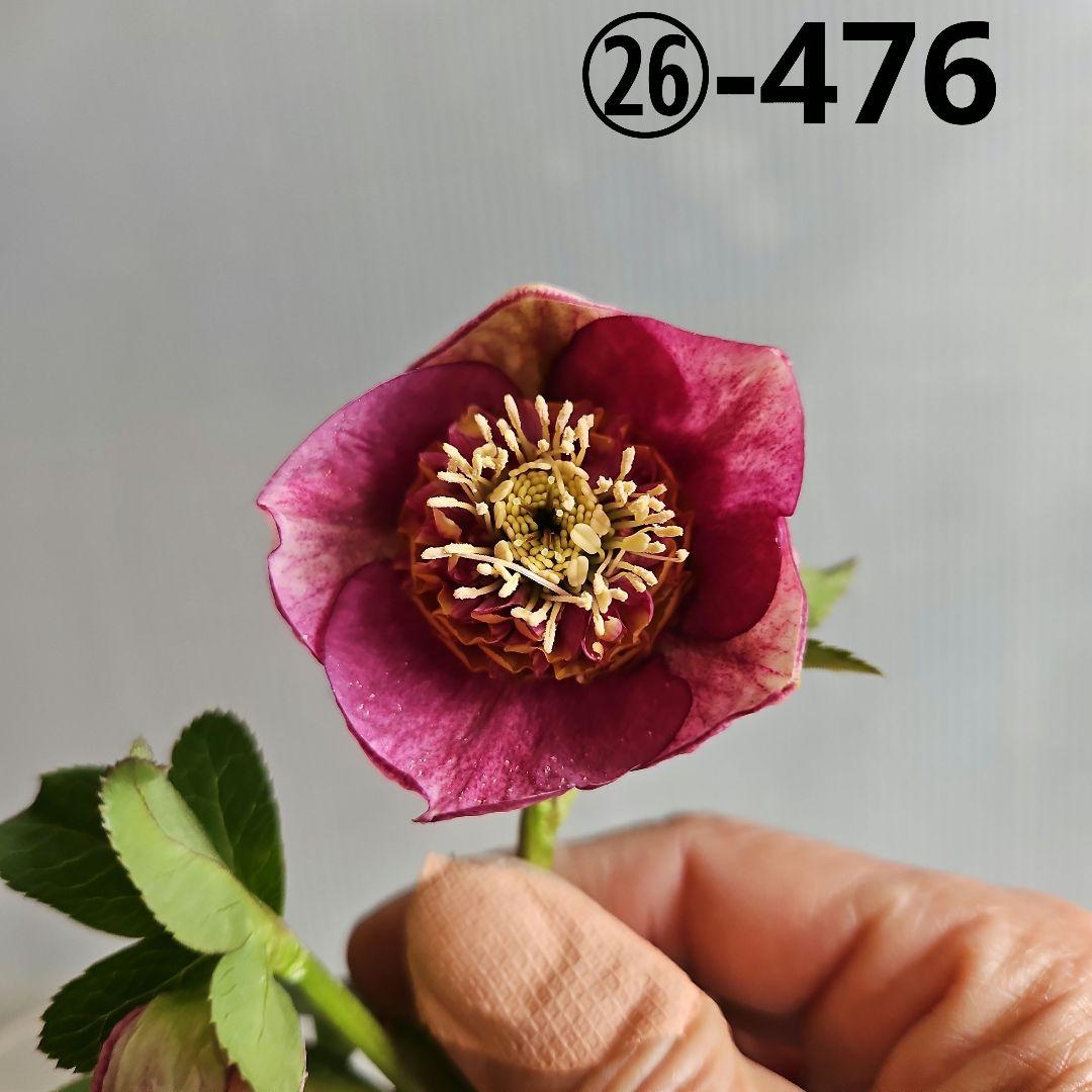 ㉖-476 クリスマスローズ