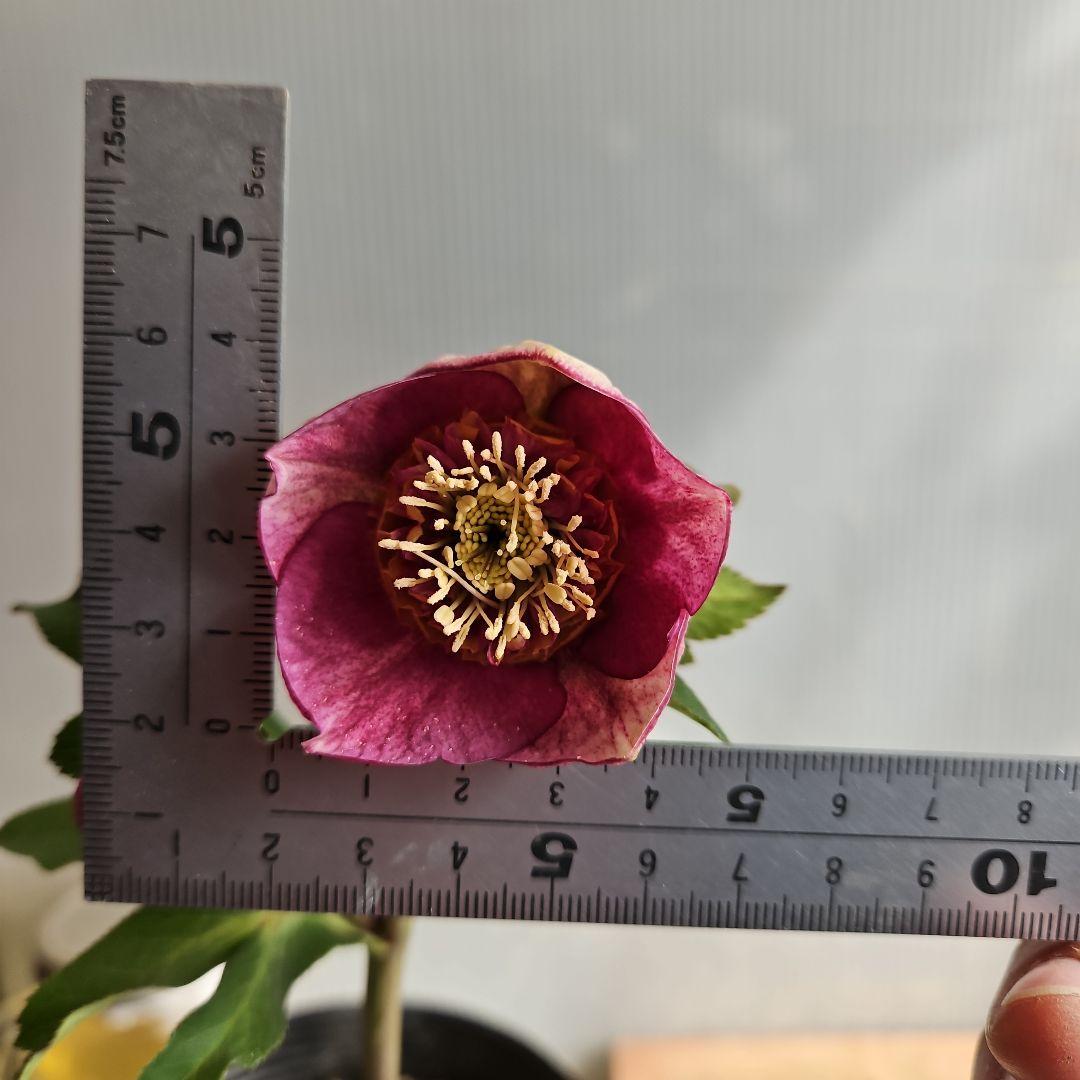 ㉖-476 クリスマスローズ