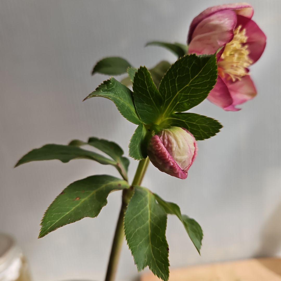 ㉖-476 クリスマスローズ