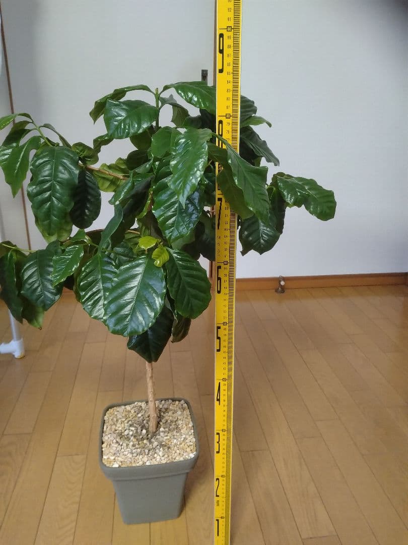 コーヒーの木 約1m 3本