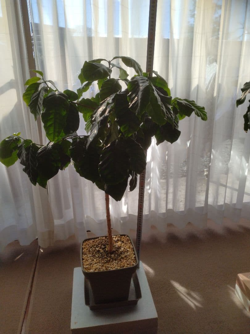 コーヒーの木 約1m 3本