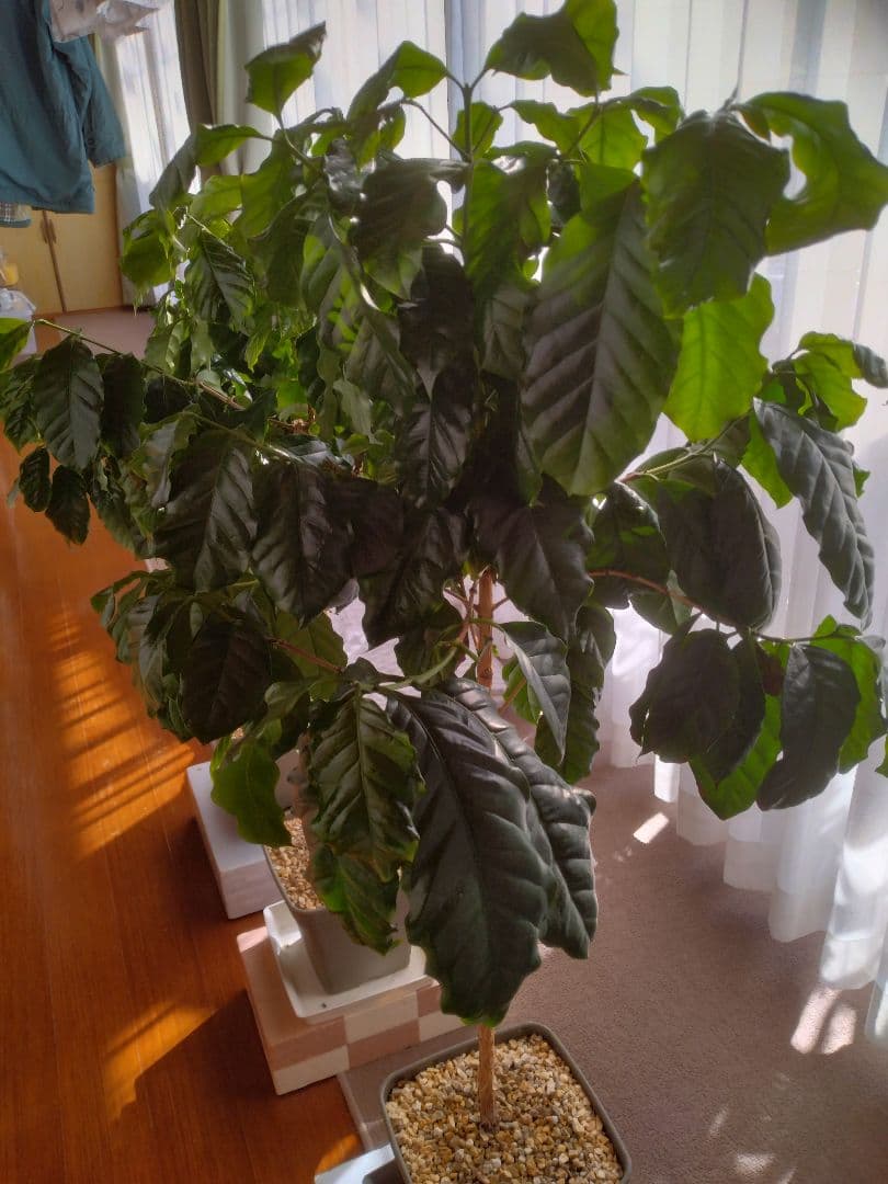 コーヒーの木 約1m 3本