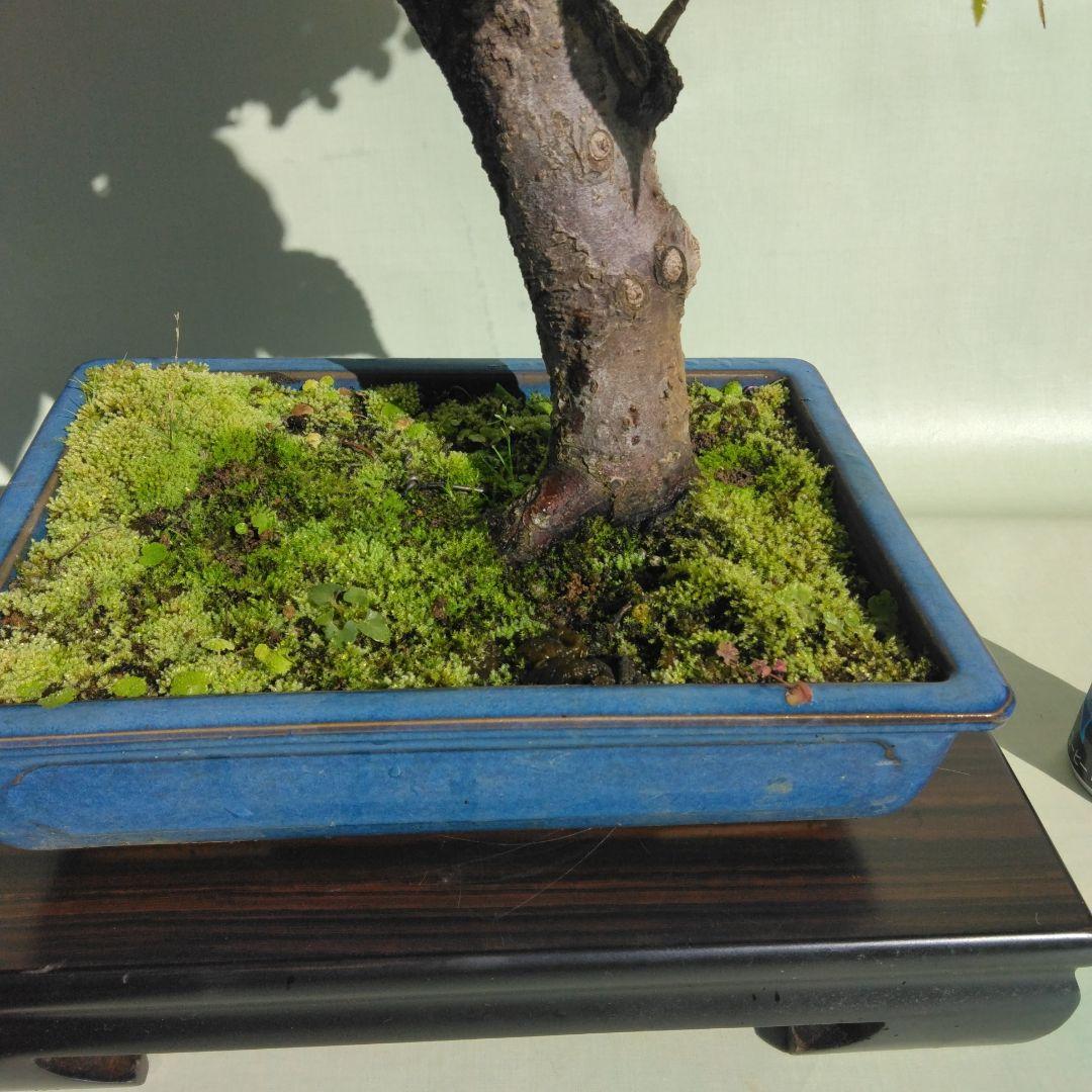 アズキ梨盆栽　実付き　珍品盆栽