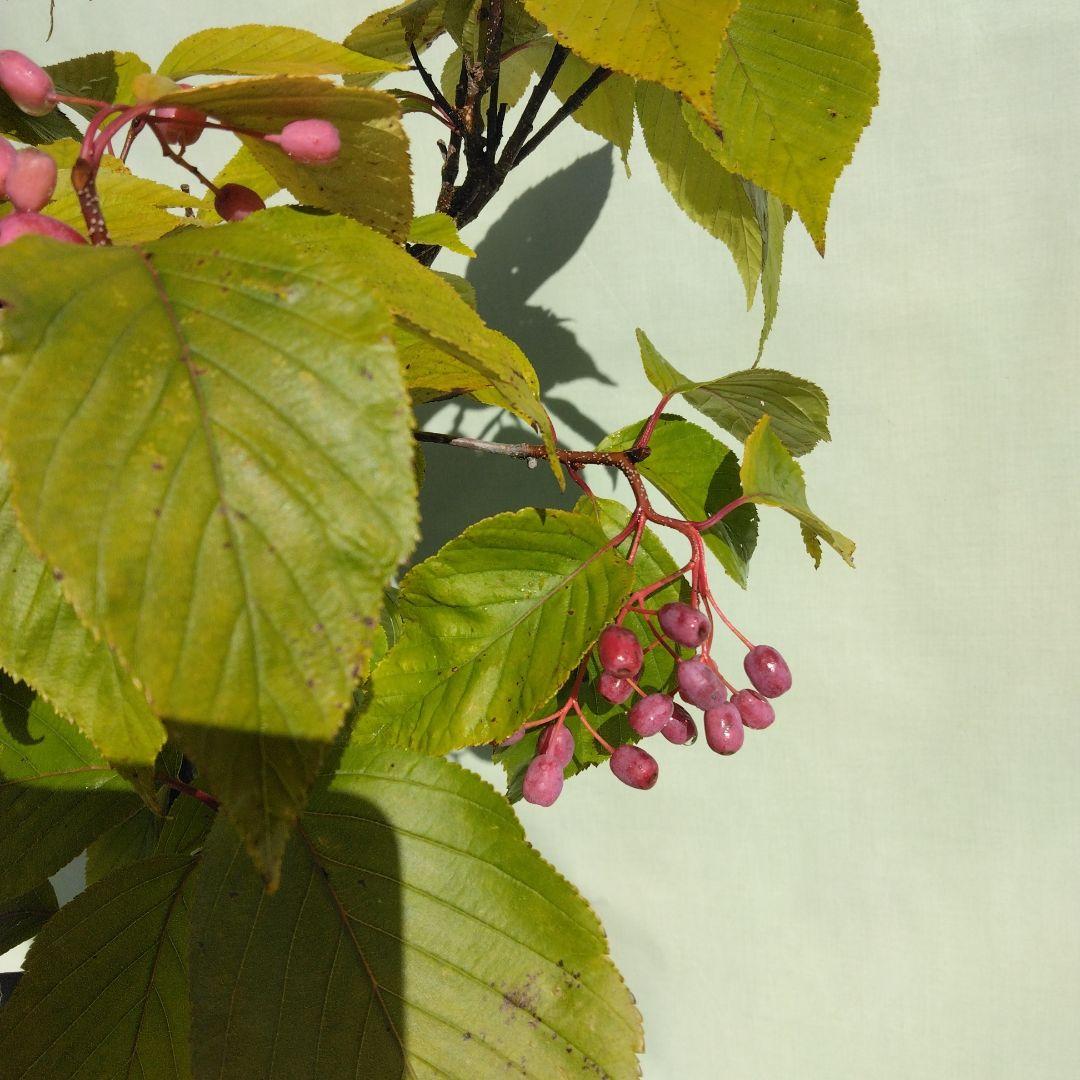 アズキ梨盆栽　実付き　珍品盆栽