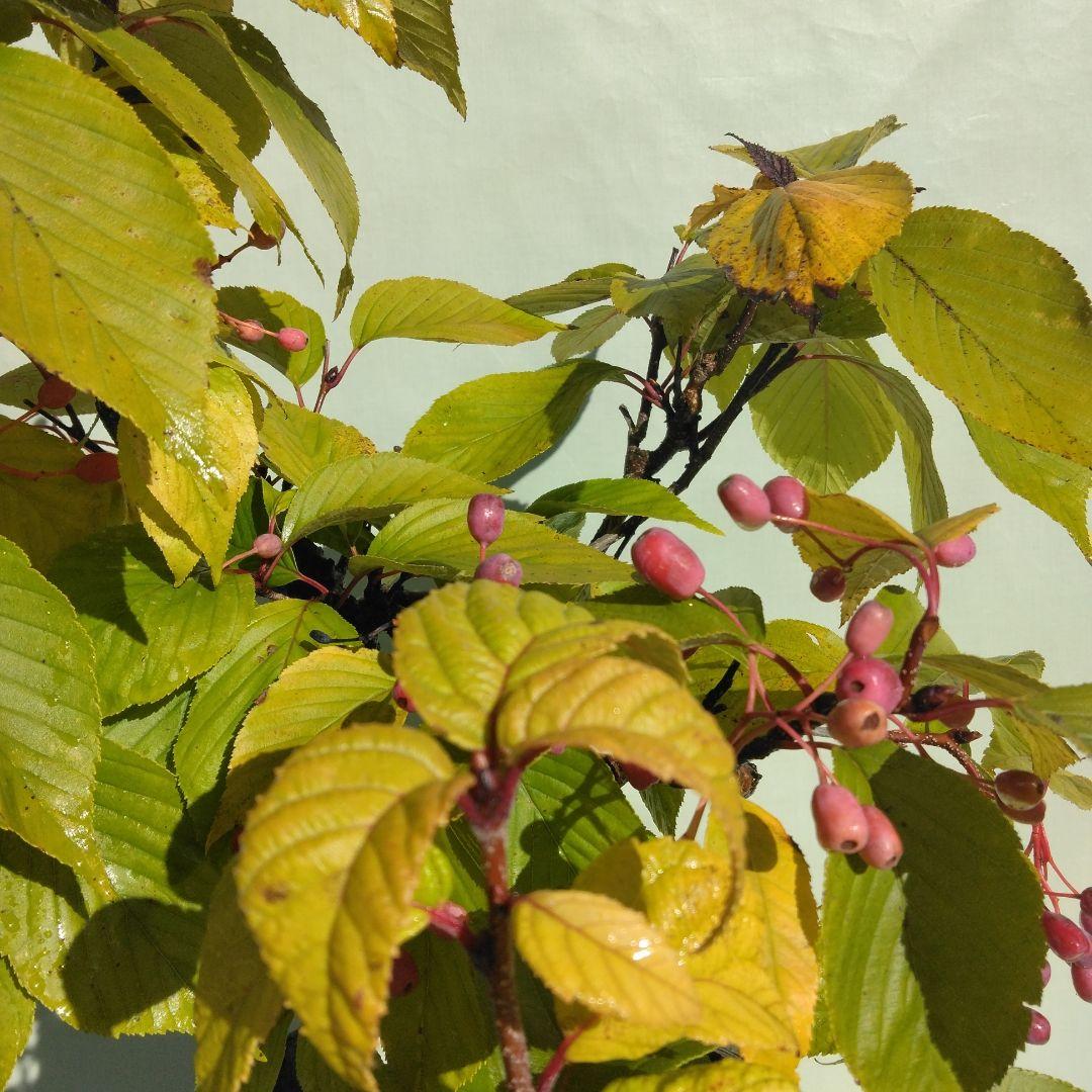 アズキ梨盆栽　実付き　珍品盆栽