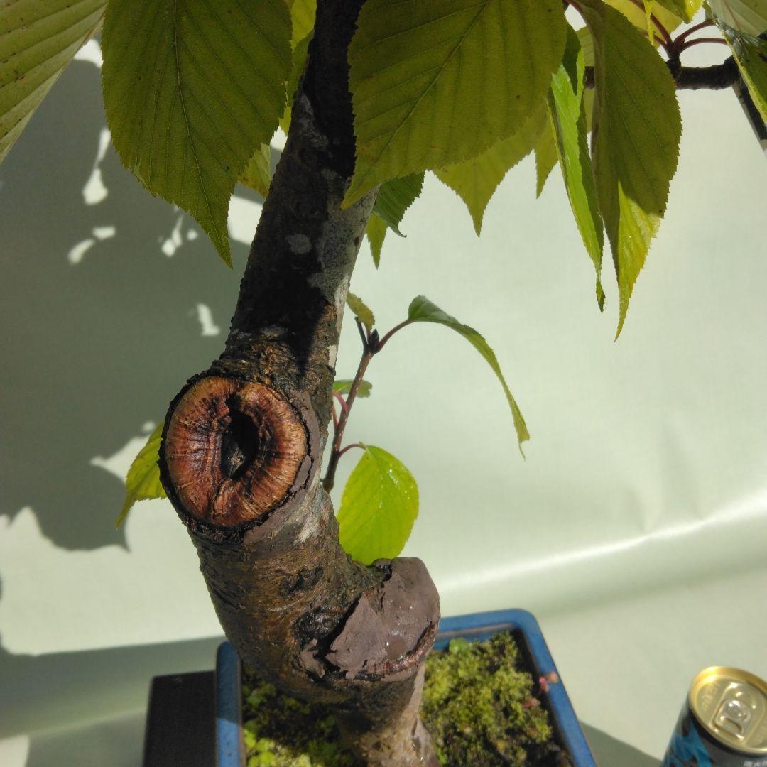 アズキ梨盆栽　実付き　珍品盆栽