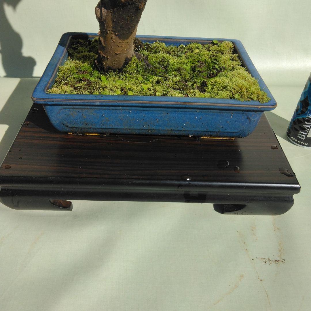 アズキ梨盆栽　実付き　珍品盆栽