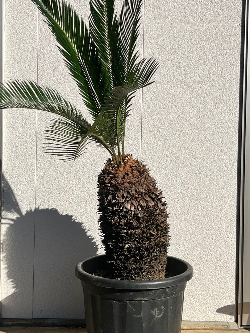 【幹周80cm／幹尺48cm】発根済み 極太ソテツ 鉢植え 希少サイズ