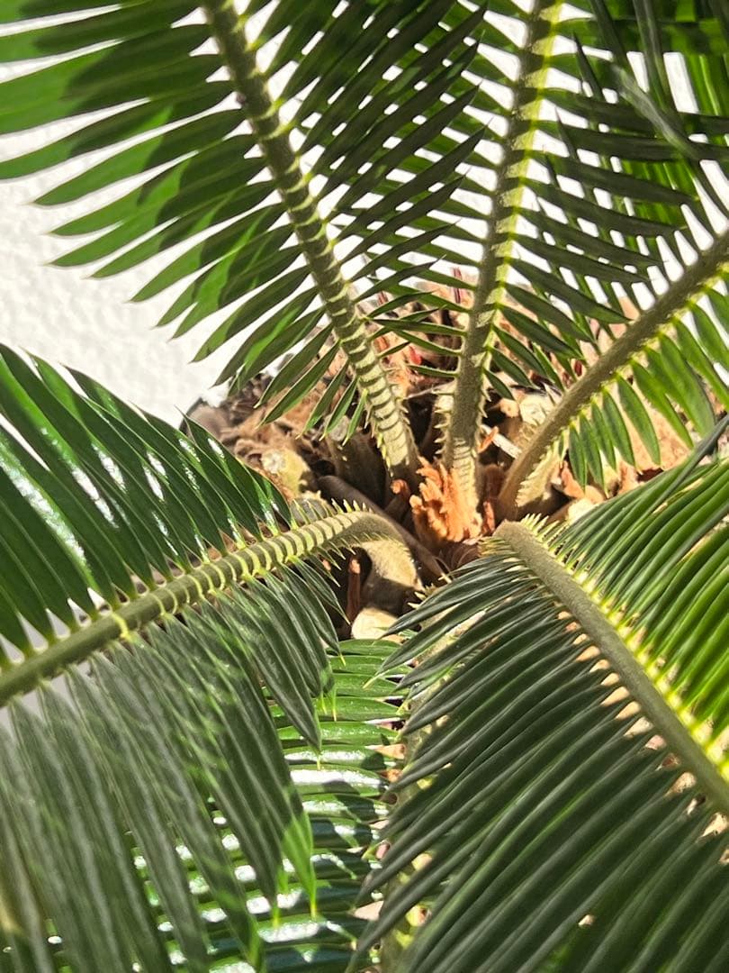 【幹周80cm／幹尺48cm】発根済み 極太ソテツ 鉢植え 希少サイズ