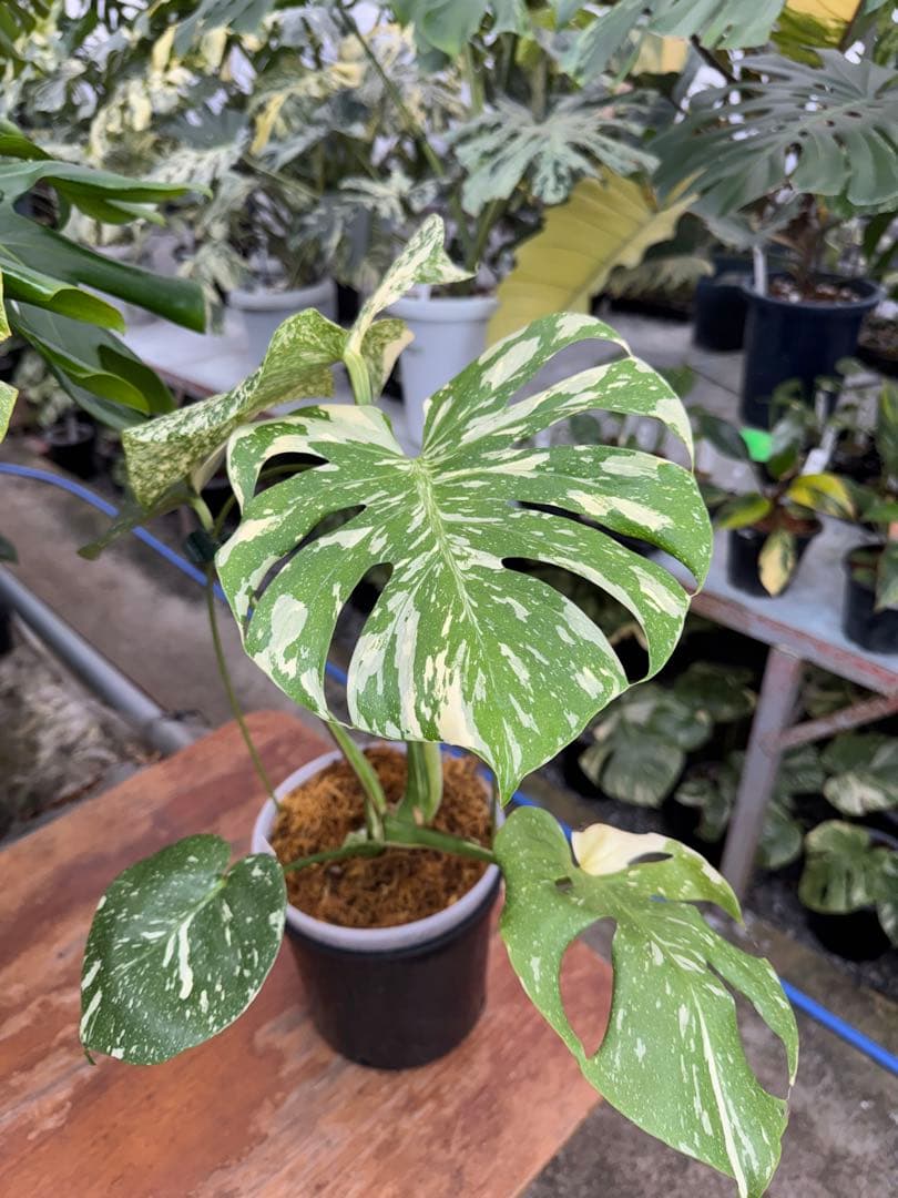 P*ぃ様 2モンステラ　タイコンステレーション　スターライト