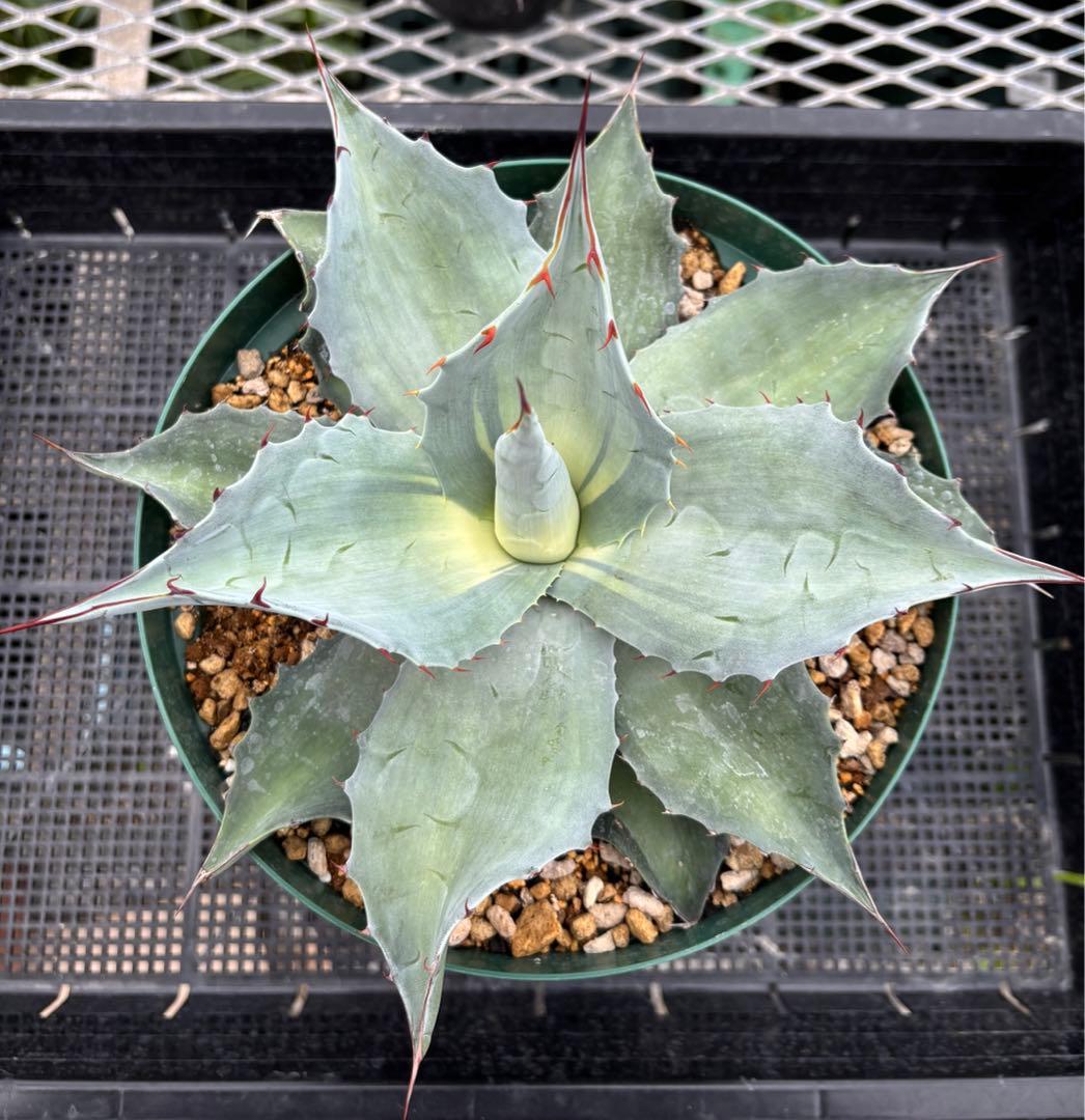 メルカリ便発送‼︎　オバティフォリア　アウェイクニングエンジェル　7号鉢付き発送‼︎