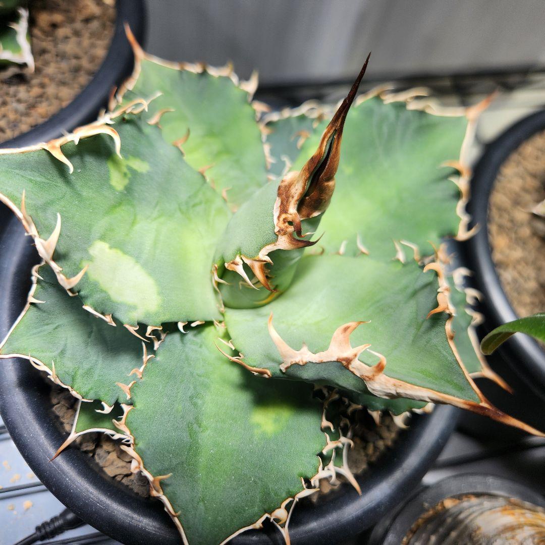 187✴コレクション株✴【2.7写真更新】アガベ オテロイ 実生