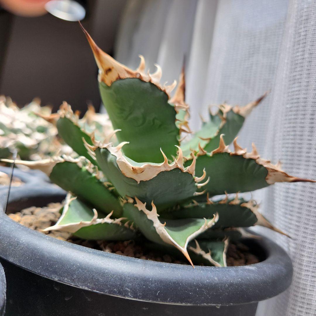 187✴コレクション株✴【12.20写真更新】アガベ オテロイ 実生