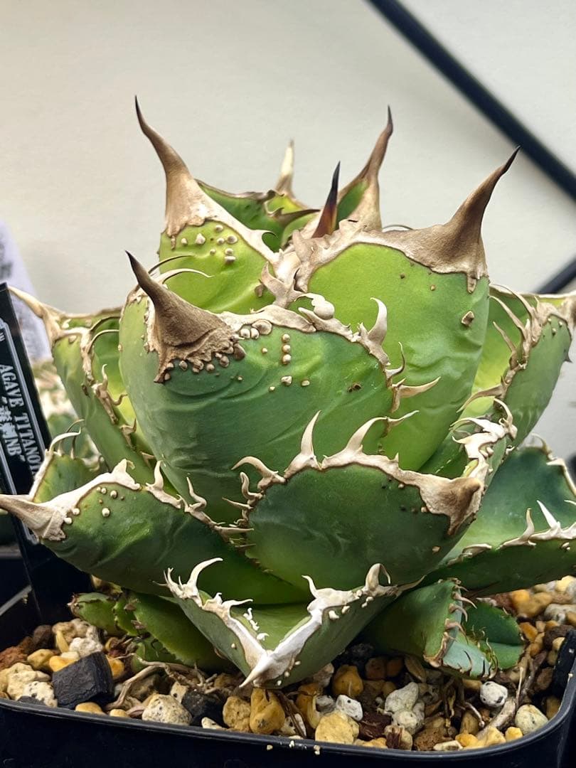 アガベ チタノタ　毒刺血統　MS-NB ぶつぶつ