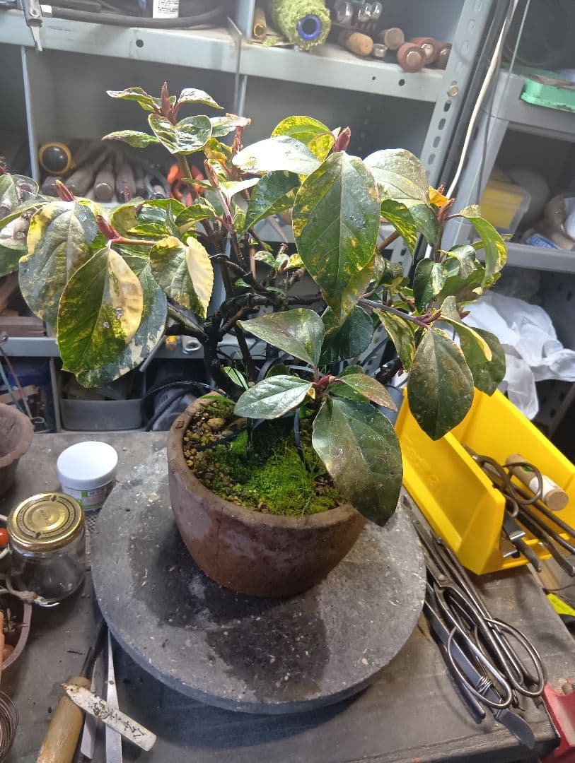 ハクサンボク（斑入り花芽付き）