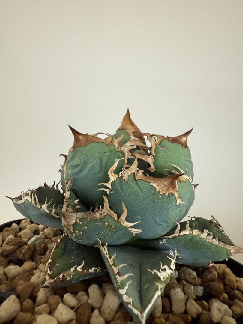 ま*て様 アガベ ブツブツ系 星空 麻花龍 親株