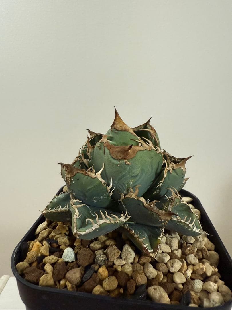 ま*て様 アガベ ブツブツ系 星空 麻花龍 親株