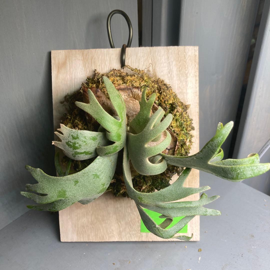 ビカクシタ　ジェイドガール　板付け　スポア　ウィリンキー　jade girl