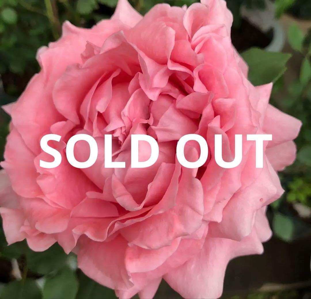 コーラルピンク フルーツ香 薔薇