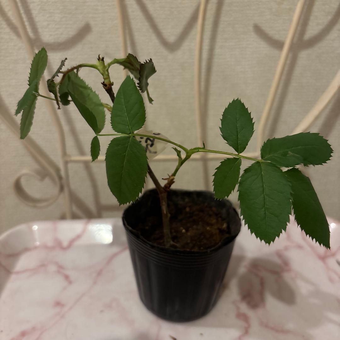 コーラルピンク フルーツ香 薔薇