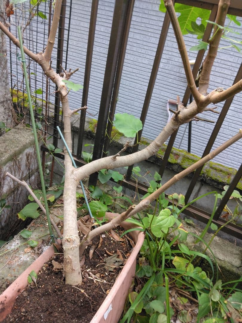 新品　無花果　土の上から97㎝位 今年は実を付けました　大きいので対面販売のみ