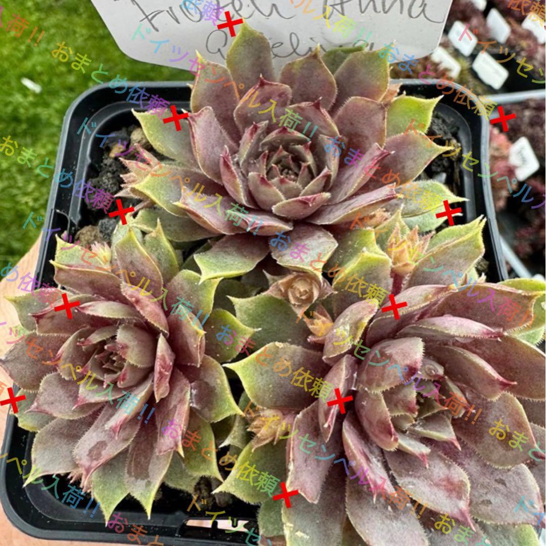 センペルビウム 輸入 アナ雪センペル Frozen Anna ・Elsa セット