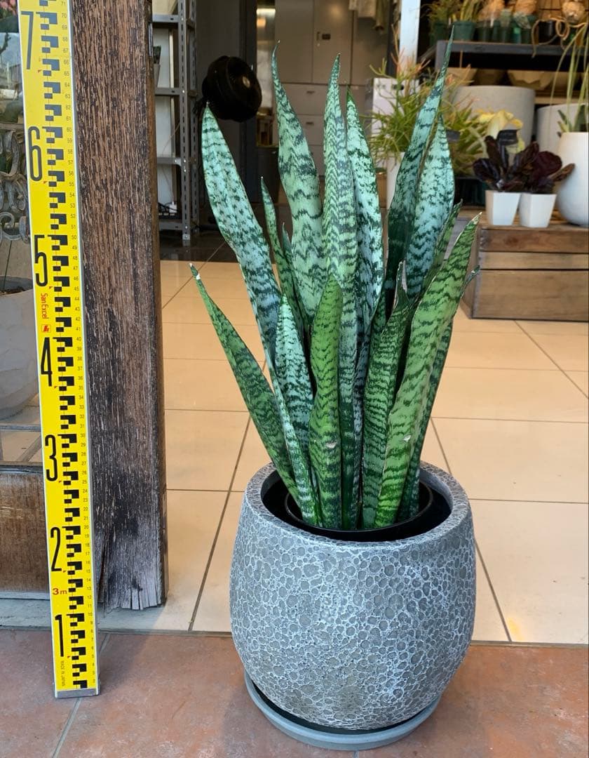 サンスベリア ゼラニカ ファイバー鉢 お皿付き