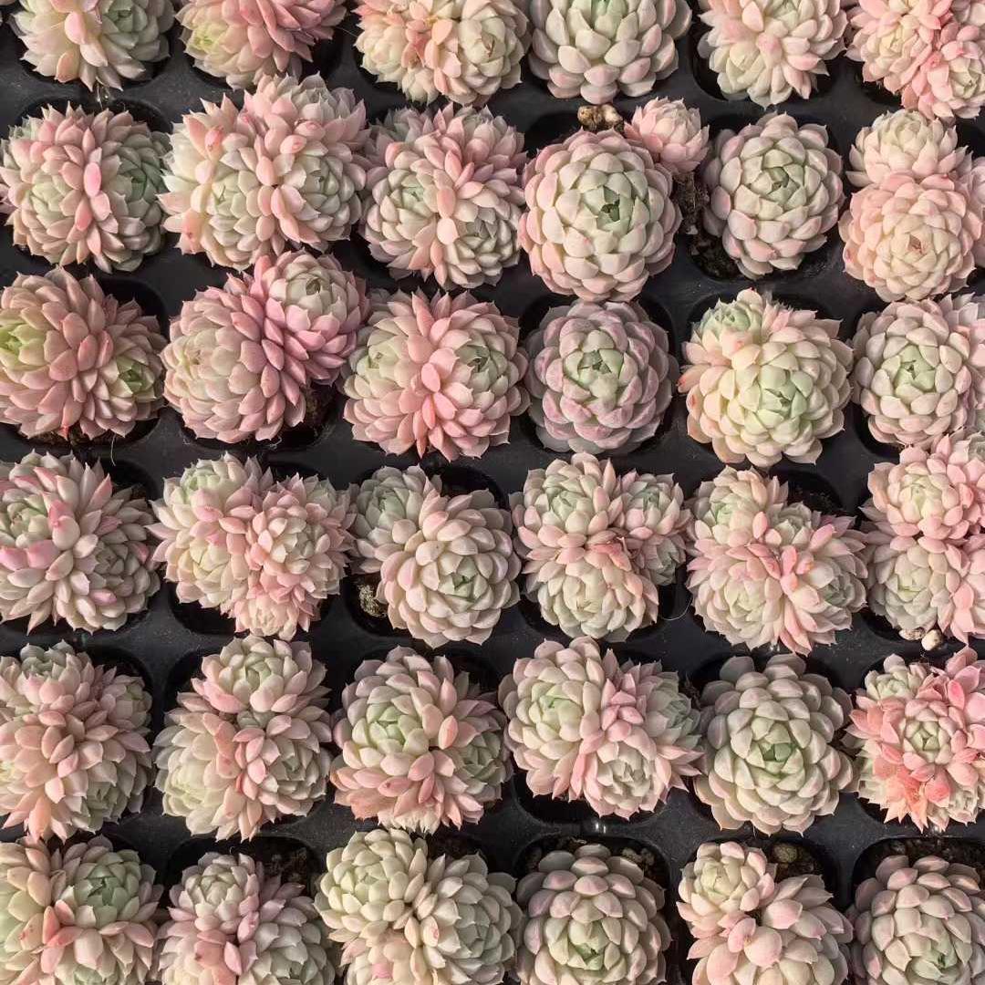 Top【選抜株】多肉植物　23220オールド　ゴールド 72個 プラグトレー苗