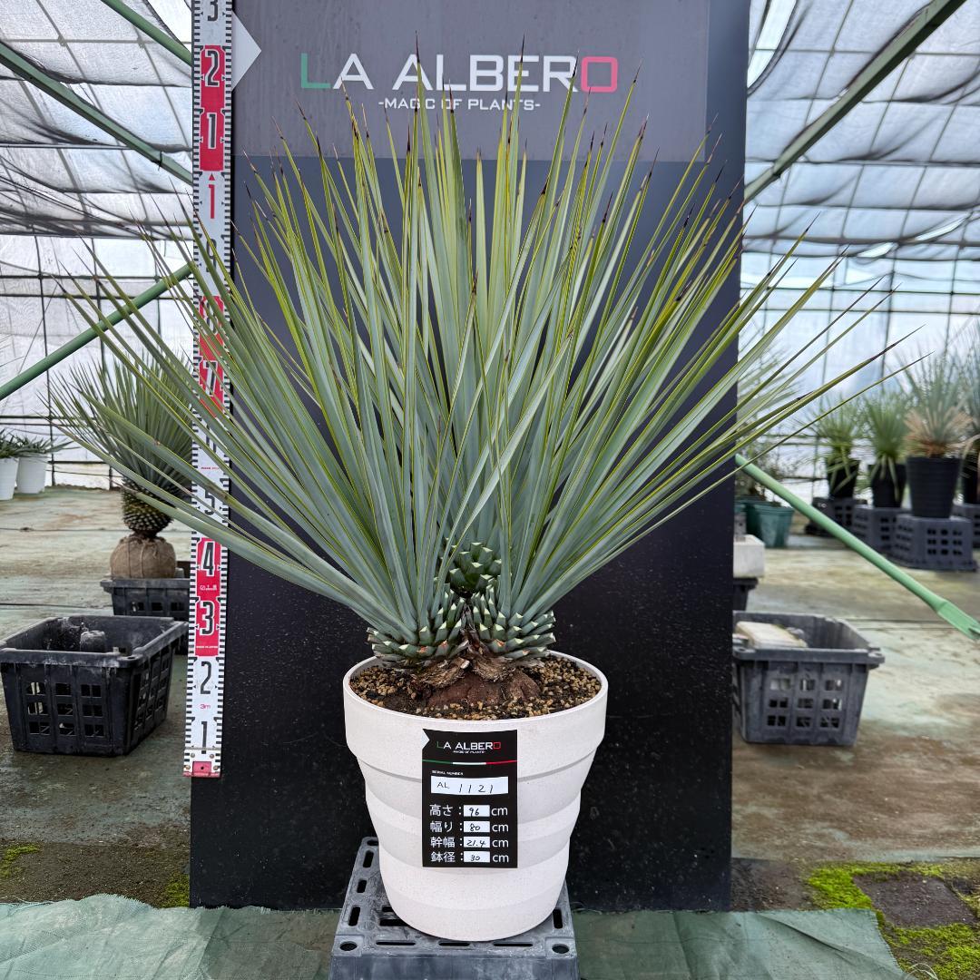 【AL1121】ユッカ　リギダ　超希少トリプルヘッド